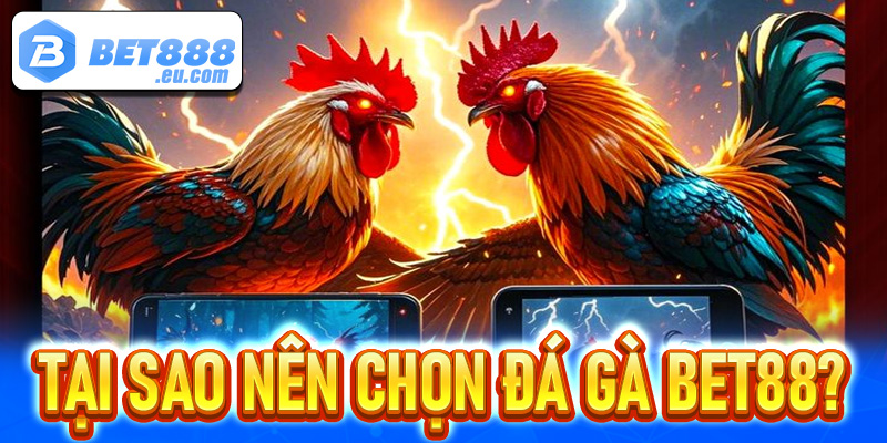 Tại sao nên chọn đá gà Bet88 làm điểm dừng chân thay vì các trường gà khác?